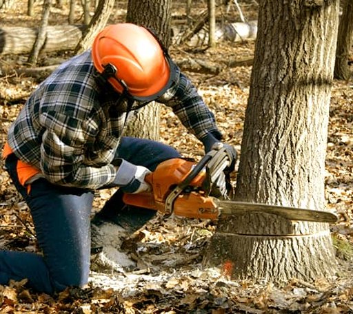 Tree Removal in Clinton, ME